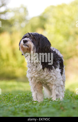 Mischlingshund Tibet Terrier X? Erwachsener Hund stehend Rasen Deutschland Stockfoto