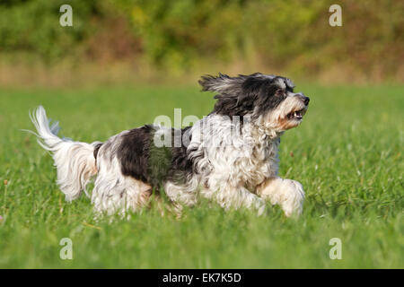 Mischlingshund Tibet Terrier X? Erwachsener Hund laufen Grass Deutschland Stockfoto