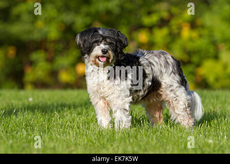 Mischlingshund Tibet Terrier X? Erwachsener Hund stehend Rasen Deutschland Stockfoto