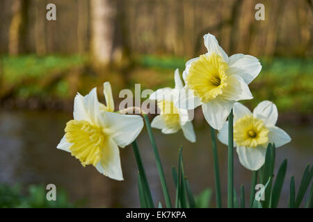Narcissus tropischen Sonnenuntergang Narzisse mit weißen Blättern und gelben Trompete. Stockfoto
