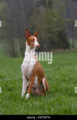 Ibizenkische Jagdhund Erwachsenen Hundesitting Wiese Deutschland Stockfoto