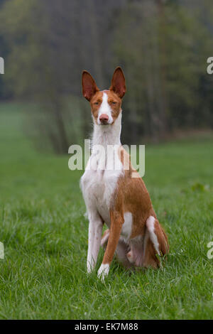 Ibizenkische Jagdhund Erwachsenen Hundesitting Wiese Deutschland Stockfoto