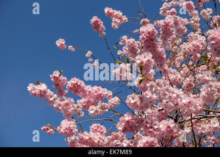 Bunte rosa Blüten in einen blühenden Kirschbaum Blüte mit klaren, blauen Himmel, Kelvingrove Park, Glasgow, Schottland. Stockfoto