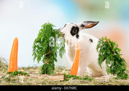 Netherland Dwarf Rabbit Karotten Karotten essen verlässt festen Stück Holz Deutschland Stockfoto