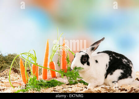 Netherland Dwarf Rabbit Karotten Karotten essen verlässt festen Stück Holz Deutschland Stockfoto