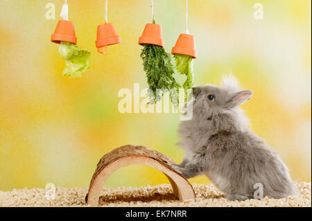 Netherland Dwarf Rabbit Salat Karotten essen lässt aus Blumentöpfen hängenden Fäden Deutschland Stockfoto