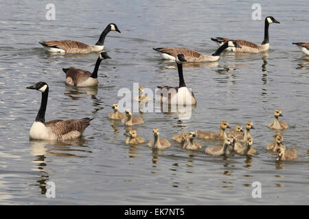 Kanadagans Branta Canadensis Erwachsene Küken Wasser Deutschland Stockfoto