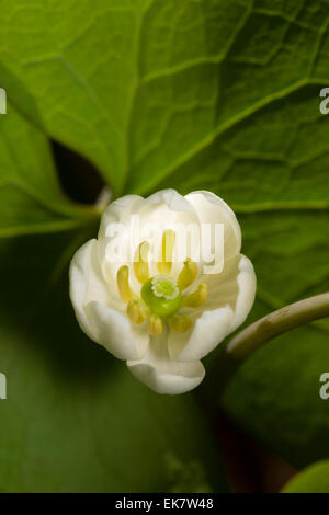 Nahaufnahme der Blüte von der robusten Wald mehrjährige, Jeffersonia diphylla Stockfoto