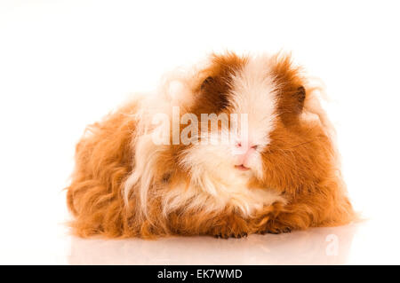 Langhaar-Meerschweinchen Stockfoto