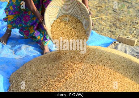 Allahabad, Indien. 7. April 2015. Ein Bäuerinnen sammeln Weizen aus einer Dreschmaschine Stadtrand; nach Bauern wurde etwa 45 % Verlust in der Weizenernte. © Prabhat Kumar Verma/Pacific Press/Alamy Live-Nachrichten Stockfoto