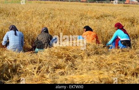 Allahabad, Indien. 7. April 2015. Landwirt erntet seine Weizenernte auf einem Feld am Stadtrand von Allahabad. © Prabhat Kumar Verma/Pacific Press/Alamy Live-Nachrichten Stockfoto