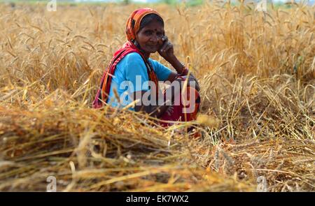 Allahabad, Indien. 7. April 2015. Eine alte Frau Bauer blickt auf seine beschädigte Weizenernte auf einem Feld aufgrund unerwarteter Regen am Stadtrand von Allahabad. © Prabhat Kumar Verma/Pacific Press/Alamy Live-Nachrichten Stockfoto