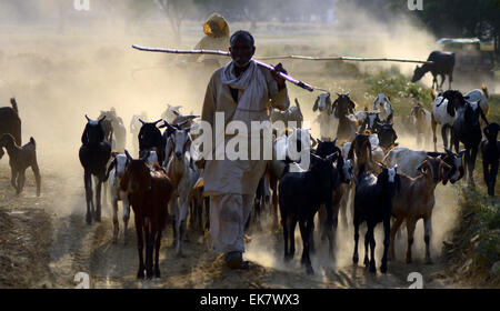 Allahabad, Indien. 7. April 2015. Ein Hirte seine Heimat mit ihren Grazer in Allahabad zurück. © Prabhat Kumar Verma/Pacific Press/Alamy Live-Nachrichten Stockfoto