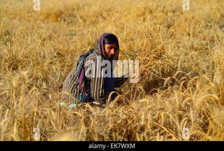 Allahabad, Indien. 7. April 2015. Landwirt erntet seine Weizenernte auf einem Feld am Stadtrand in Allahabad; nach Bauern wurde etwa 45 % Verlust in der Weizenernte. © Prabhat Kumar Verma/Pacific Press/Alamy Live-Nachrichten Stockfoto