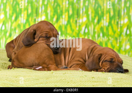 Zwei Rhodesian Ridgeback Welpen schlafen grünen Teppich Studio Bild Deutschland Stockfoto
