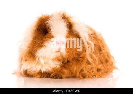 Langhaar-Meerschweinchen Stockfoto