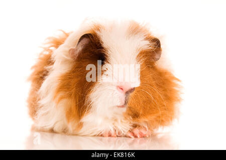 Langhaar-Meerschweinchen Stockfoto