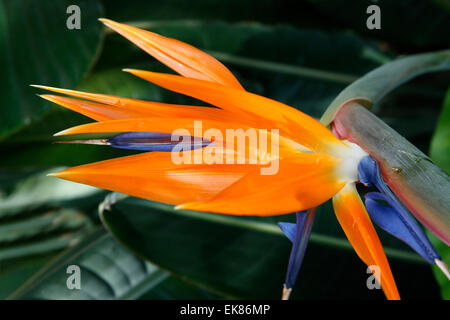 Ein Paradiesvogel Blume im Gewächshaus Jephson Gärten Leamington Spa, England Stockfoto