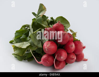 Rettich Stockfoto