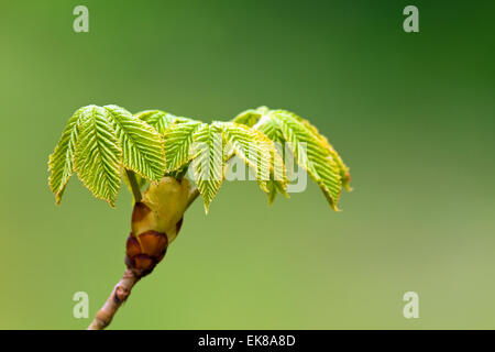 Frische Blätter, die im frühen Frühjahr am Baum rote Rosskastanie, Aesculus Carnea Schwellen- Stockfoto