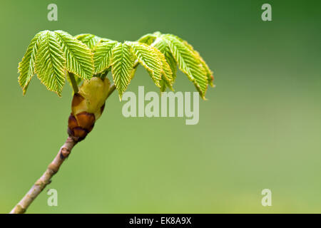 Blätter, die im frühen Frühling von die rote Rosskastanie, Aesculus Carnea Schwellen- Stockfoto