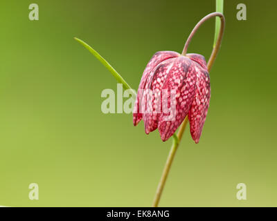 Fritillary, Fritillaria Meleagris im frühen Frühjahr Stockfoto