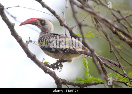 Eine tansanische rot-billed Hornbill Tockus Ruahae, auf einem Ast in Serengeti Nationalpark, Tansania Stockfoto