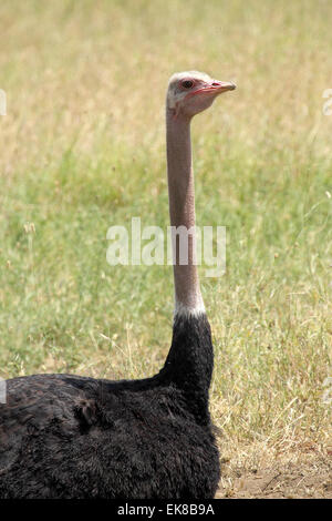 Kopf und Hals von einem gemeinsamen Strauß Struthio Camelus in Serengeti Nationalpark, Tansania Stockfoto