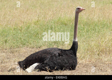Eine gemeinsame Strauß Struthio Camelus, sitzen am Boden im Serengeti Nationalpark, Tansania Stockfoto