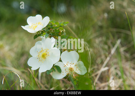 Burnet weiße Rose in der Natur Stockfoto