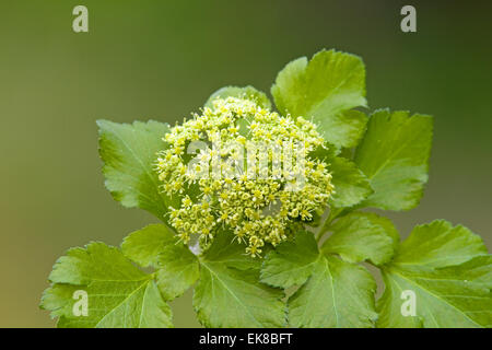 Alexanders Smyrnium Oleraceum im frühen Frühjahr Stockfoto