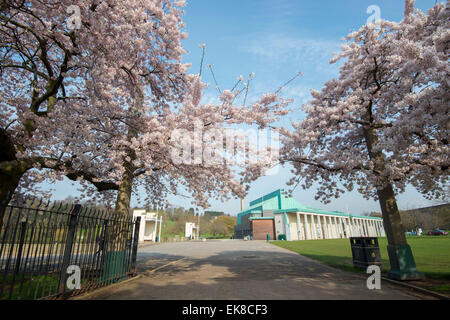 Frühling blühen Bäume am Highfields University Park in Nottingham, Nottinghamshire, England UK Stockfoto