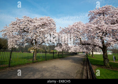 Frühling blühen Bäume am Highfields University Park in Nottingham, Nottinghamshire, England UK Stockfoto