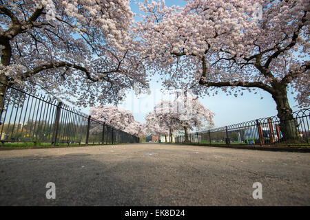 Frühling blühen Bäume am Highfields University Park in Nottingham, Nottinghamshire, England UK Stockfoto