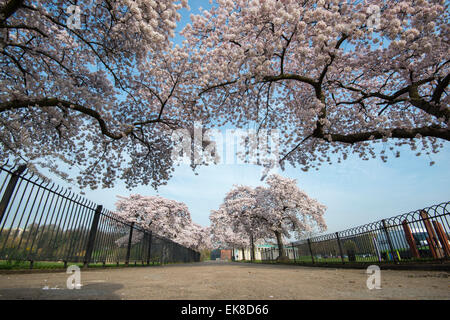 Frühling blühen Bäume am Highfields University Park in Nottingham, Nottinghamshire, England UK Stockfoto