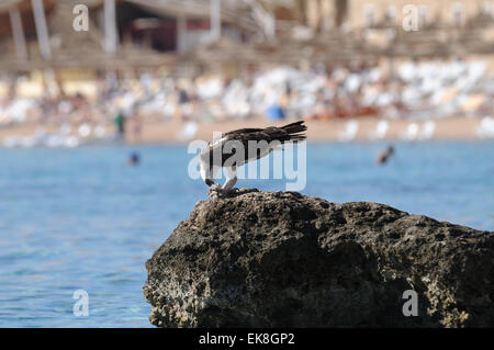 Fischadler auf Read Meer Küste der Sinai-Halbinsel Stockfoto