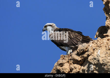 Fischadler auf Read Meer Küste der Sinai-Halbinsel Stockfoto