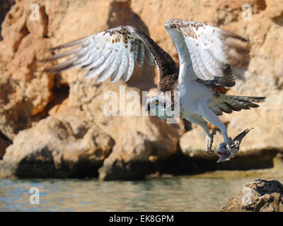 Fischadler auf Read Meer Küste der Sinai-Halbinsel Stockfoto