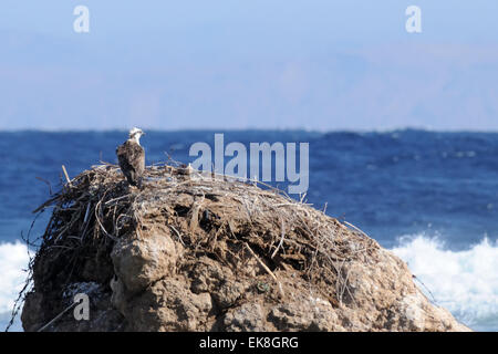 Fischadler auf Read Meer Küste der Sinai-Halbinsel Stockfoto