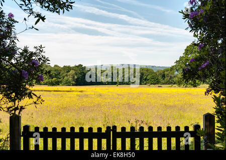 In der Nähe von Raglan, Monmouthshire, Wales, UK. Blick in der Nähe von Clytha Burg in Clytha Park - eine Wiese von Butterblumen im Sommer Stockfoto