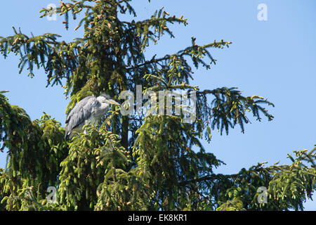 Great Blue Heron in Pinie Stockfoto