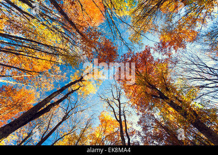 Schöne Bäume gesetzt gegen den blauen Himmel. Sonnenuntergang in den herbstlichen Wald auf der Krim Stockfoto