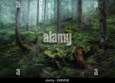 Schöne geheimnisvolle dunkle Frühlingswald im Nebel. Morgen in der Ukraine Stockfoto