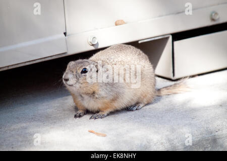 Eine wilde Richardson's Ziesel auf dem Gelände der University of Saskatchewan in Saskatoon, Saskatchewan, Kanada. Stockfoto