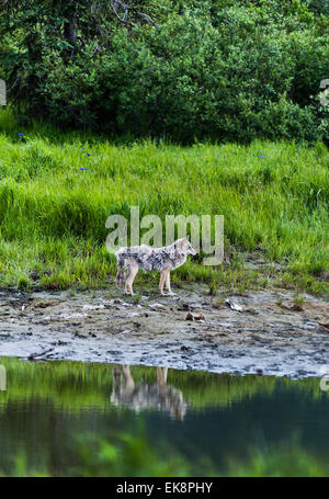 Coyote, Alaska, USA Stockfoto