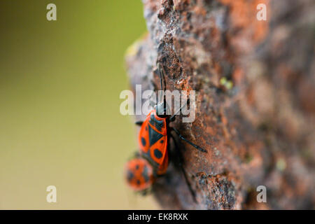 Leuchtkäfer - Pyrrhocoris Apterus auf felsigen Hintergrund Stockfoto