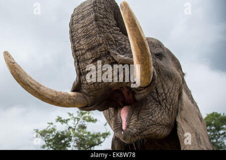 Harare, Simbabwe. 7. April 2015. Männliche Elefanten 'Boxer' öffnet seinen Mund, um Touristen, die ihre Zähne während eines Elefanten Interaktion Programm in einem Wildpark in Selous, 70 km von Harare, Hauptstadt von Simbabwe, 7. April 2015 überprüfen zu lassen. Heimat von rund 80.000 bis 100.000 Elefanten, Simbabwe Prime Elefant Heiligtümer der Welt zählt. Tierrechtsgruppen vorschlagen, Entwicklung von Öko-Tourismus, die Einnahmen aus dem Fremdenverkehr zu generieren und helfen, die Tier-und Pflanzenwelt in ihrem Komfort-Zone zur gleichen Zeit zu reservieren. © Xu Lingui/Xinhua/Alamy Live-Nachrichten Stockfoto