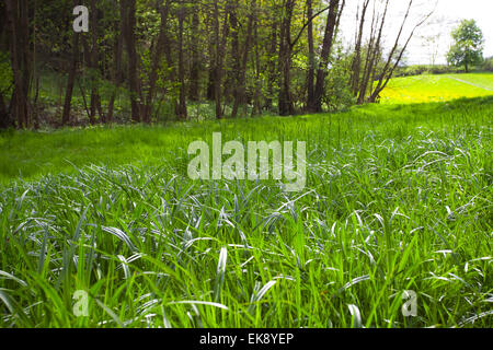 hohe Gräser auf einer Wiese im Wald Stockfoto