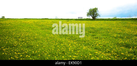 Einsamer Baum und eine Bank auf dem Gebiet der Löwenzahn gegen den sk Stockfoto