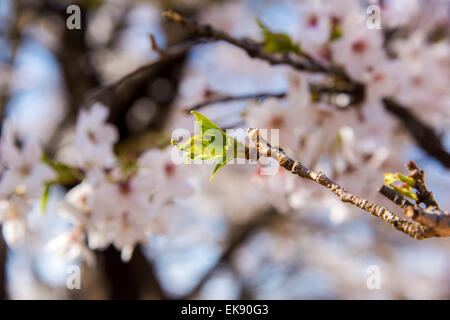 Spross der Kirschbaum, der Yoyogi-Park, Shibuya-Ku, Tokyo, Japan Stockfoto